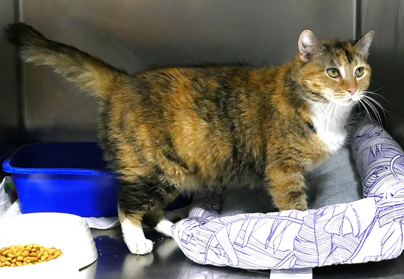 Lalaloopsy thumbnail 4