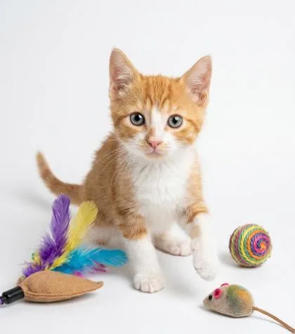 A baby small-sized male Domestic Short Hair cat named CheezIt for adoption in Cumming, GA