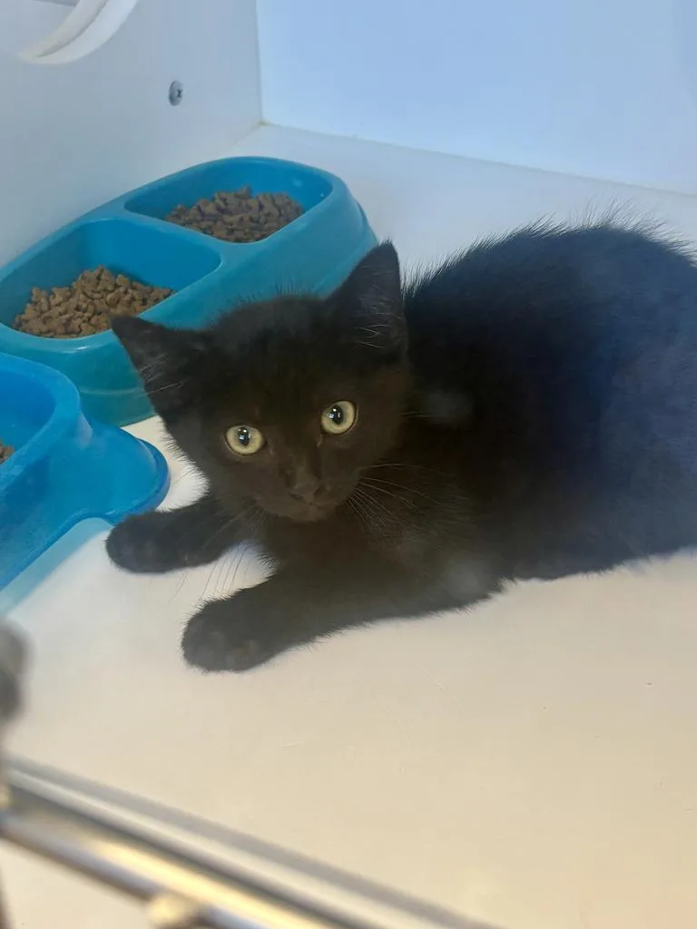 A baby small-sized male American Shorthair cat named Saki for adoption in Greenfield, IN