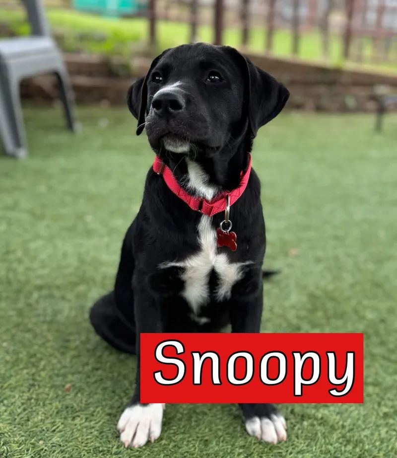 Snoopy