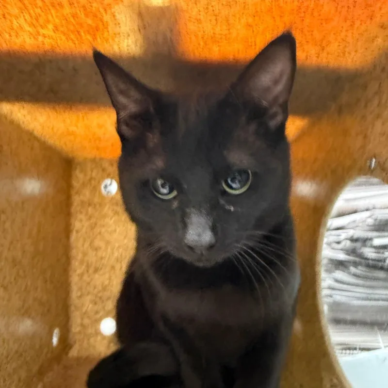 An adult medium-sized male Black Domestic Short Hair cat named Lbc for adoption in Philadelphia, PA