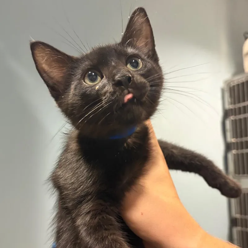 A baby small-sized male Black Domestic Short Hair cat named Onyx for adoption in Chattanooga, TN