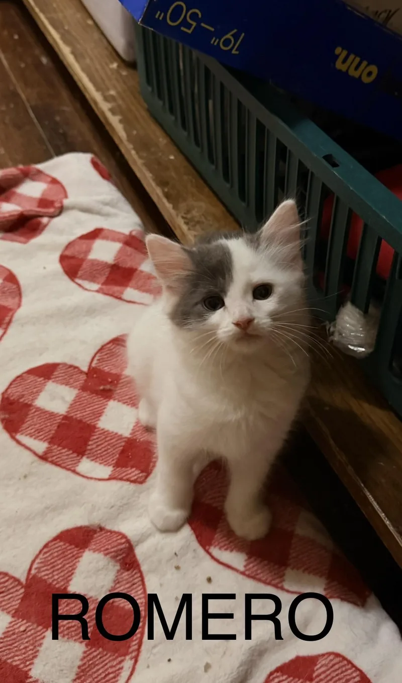 A baby medium-sized male Gray & White Domestic Long Hair cat named Romeo for adoption in Chicago, IL