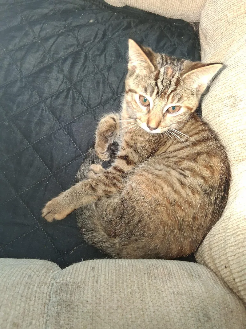 A baby small-sized male Tabby (Tiger Striped) Tiger cat named Tigger for adoption in Marlette, MI