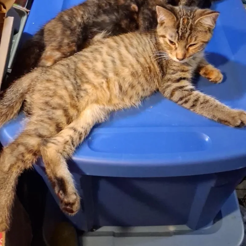 Tigger thumbnail 2