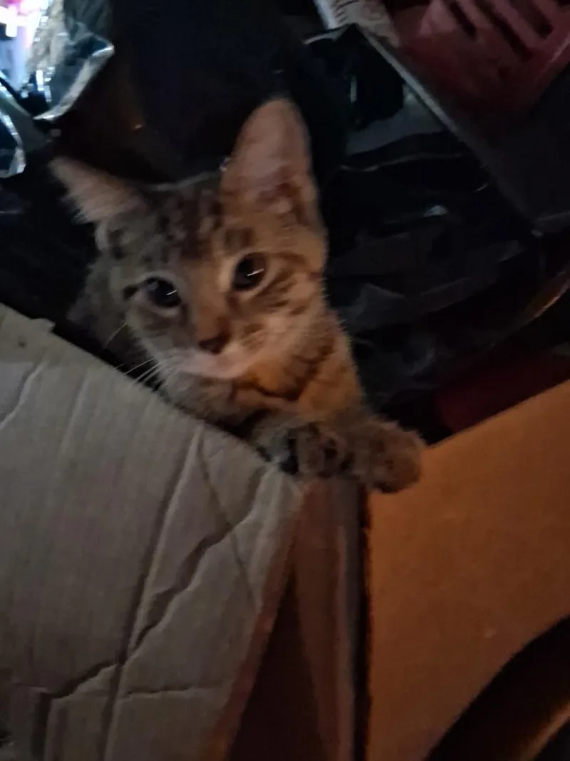 Tigger thumbnail 3