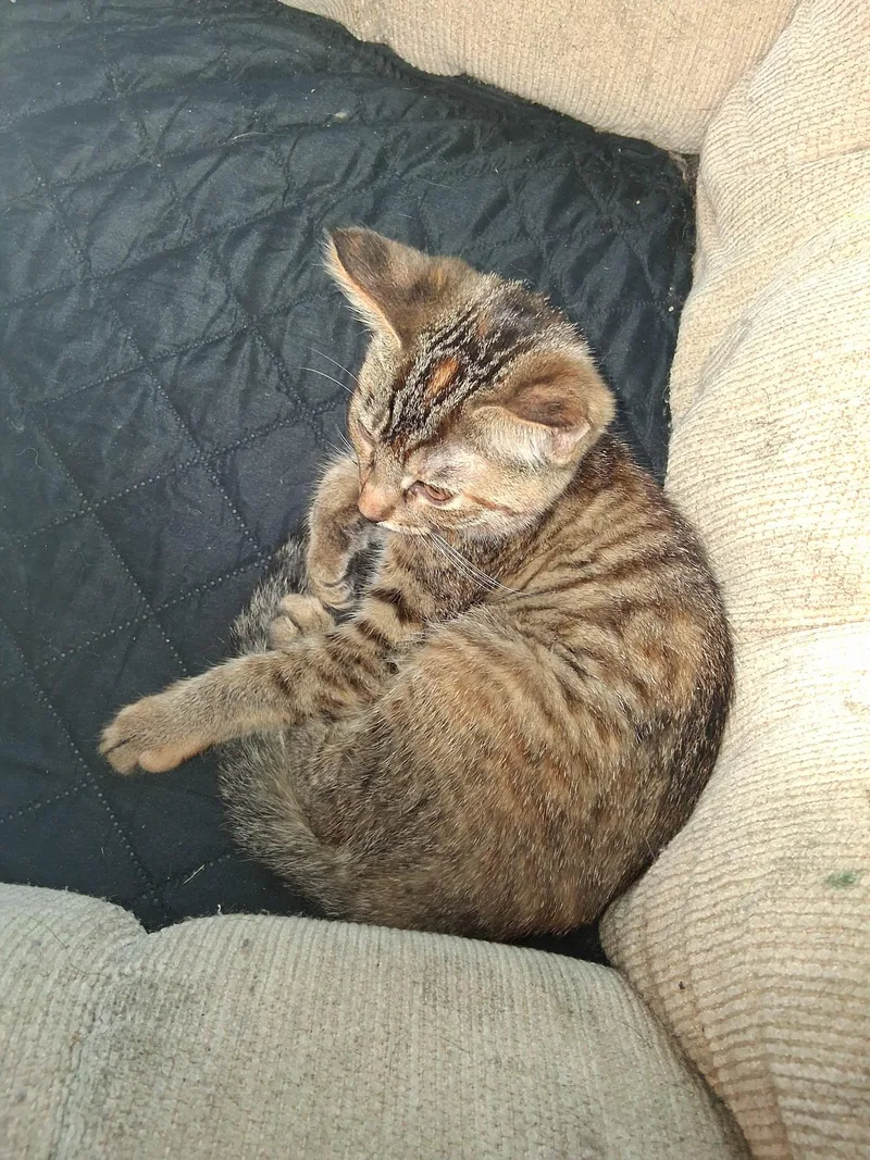 Tigger thumbnail 5