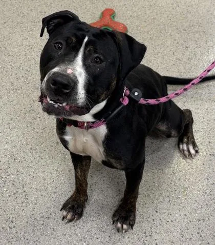 An adult large-sized female Pit Bull Terrier dog named Tamara for adoption in Fishers, IN