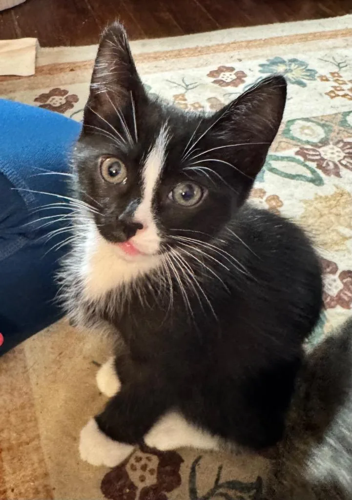 Zorro