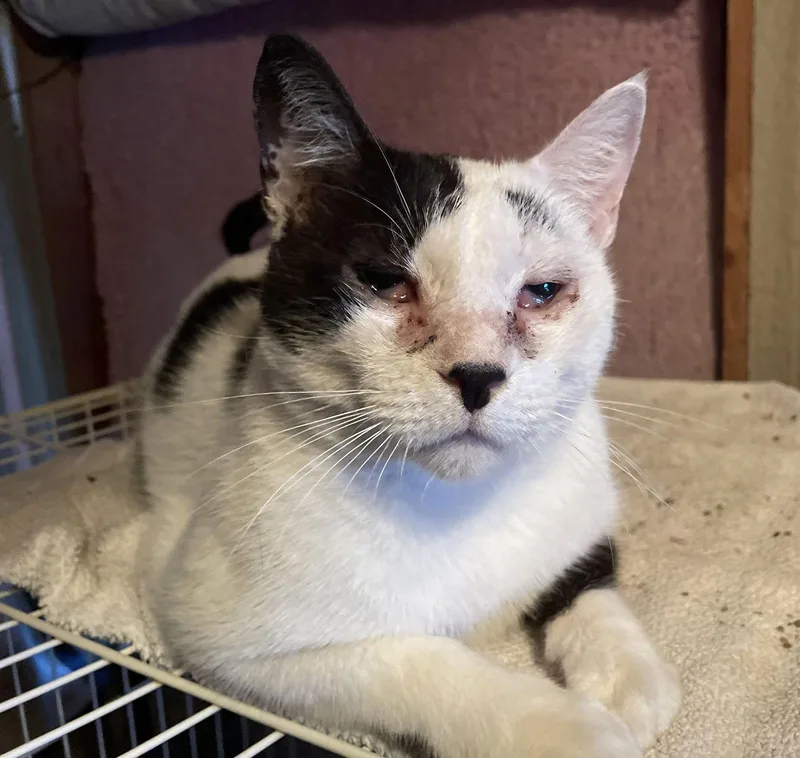 An adult medium-sized male Black & White / Tuxedo Domestic Short Hair cat named Amias  Fiv+ for adoption in Oxford, MS