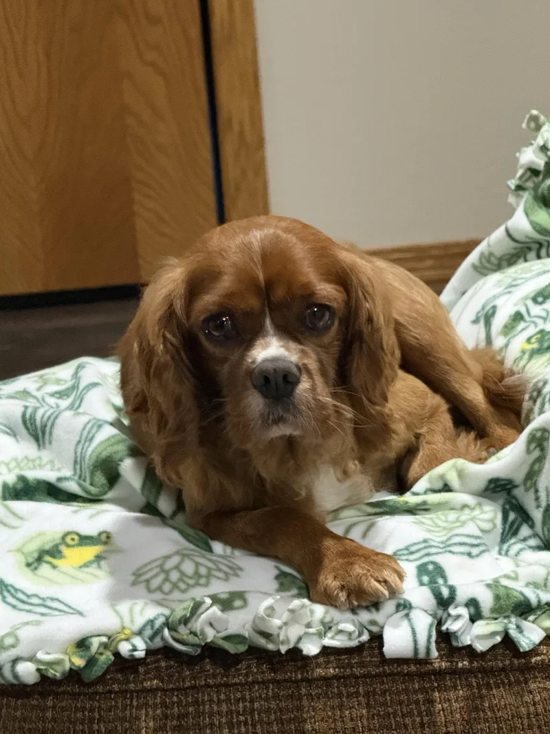 A senior small-sized male Cavalier King Charles Spaniel dog named Forrest for adoption in Brandon, SD