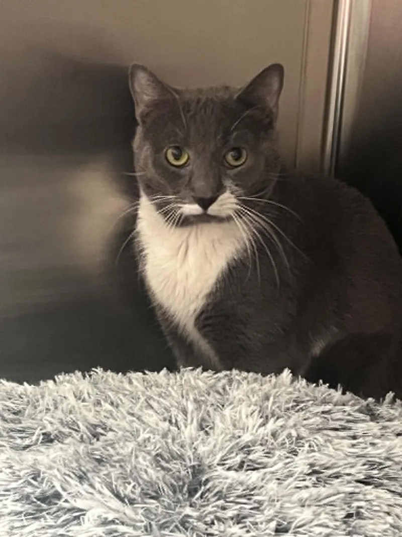 An adult medium-sized male Gray & White Domestic Short Hair cat named Lortz for adoption in Chambersburg, PA