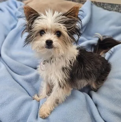 An adult small-sized male Brown / Chocolate Yorkshire Terrier dog named Javier for adoption in Santa Cruz, CA