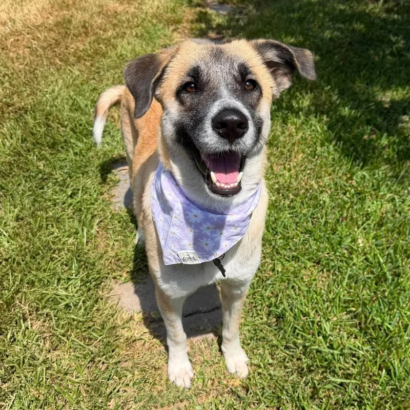 Roo