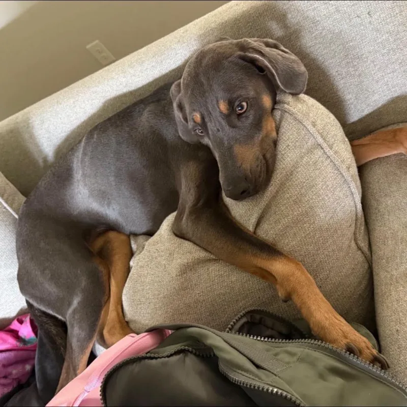 An adult medium-sized female Gray / Blue / Silver Blue Lacy dog named Eevee for adoption in Weatherford, TX