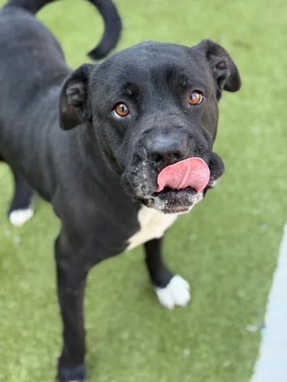 A senior medium-sized male Mixed Breed dog named Micheal for adoption in Atlanta, GA