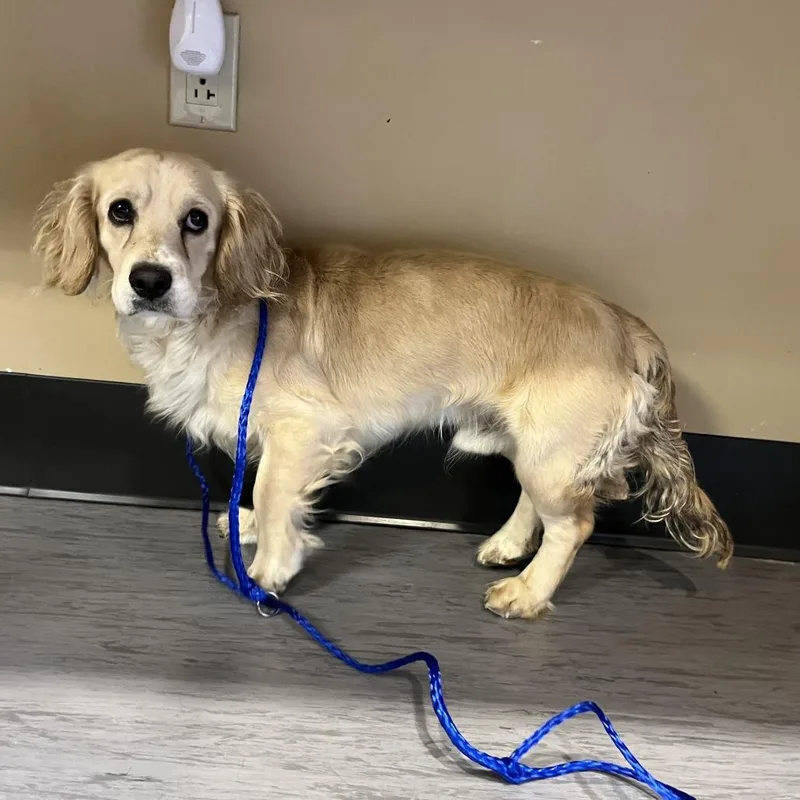 A young small-sized male Golden Spaniel dog named Shelton for adoption in Palm Springs, CA