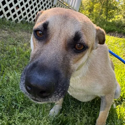 A young medium-sized female Brown / Chocolate Mixed Breed dog named Cherry for adoption in Hamden, CT