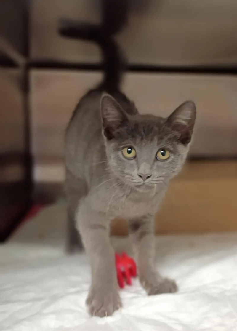 A baby medium-sized female Russian Blue cat named Zoya for adoption in Somerset, KY