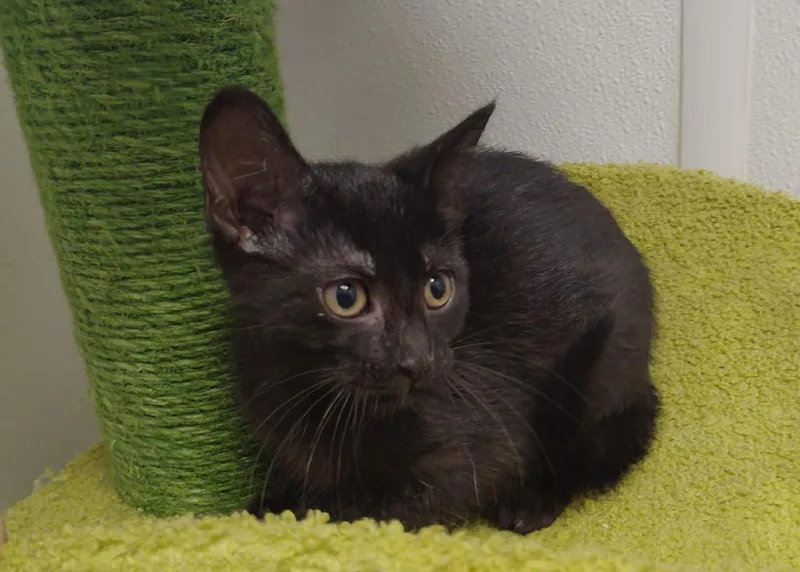 A baby small-sized female Domestic Short Hair cat named Belinda for adoption in Corpus Christi, TX
