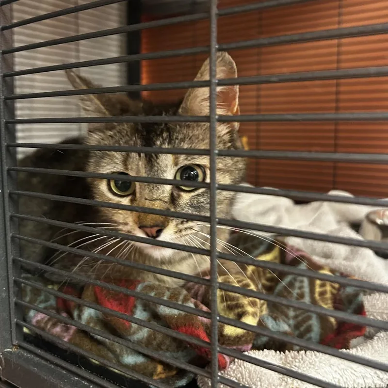 A young medium-sized female Brown / Chocolate Domestic Short Hair cat named Sally Jade for adoption in St. Louis, MO