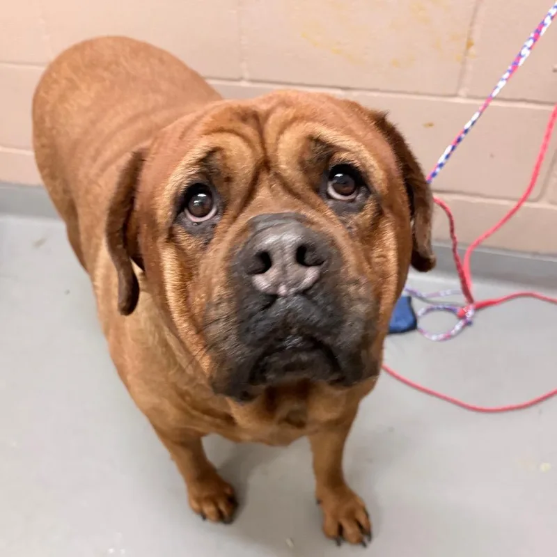 An adult extra large-sized female Brown / Chocolate Bullmastiff dog named Lily for adoption in Tacoma, WA