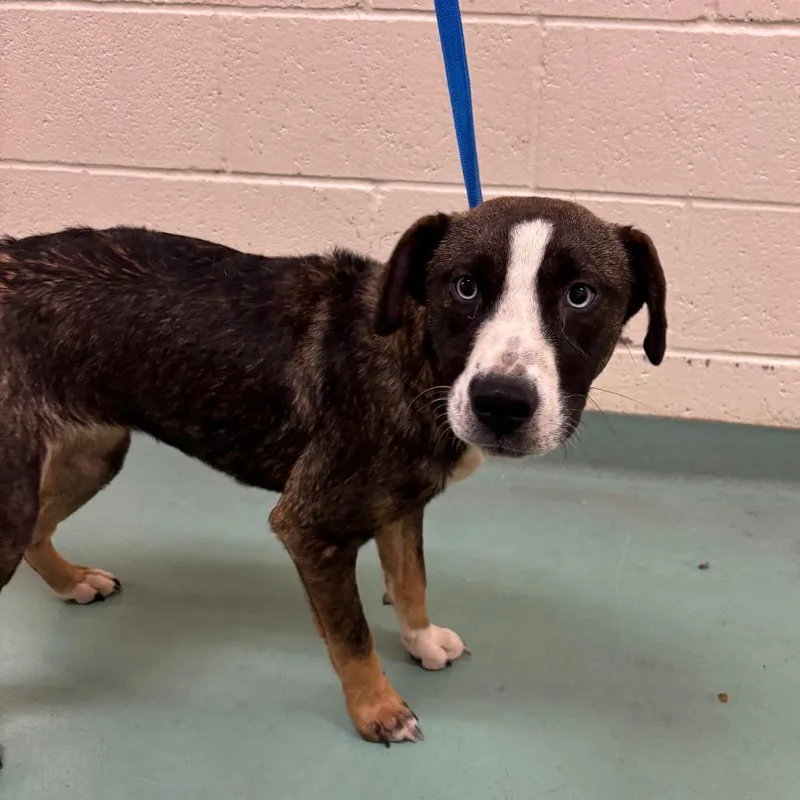 A young medium-sized female Black Mixed Breed dog named Shonda for adoption in Memphis, TN