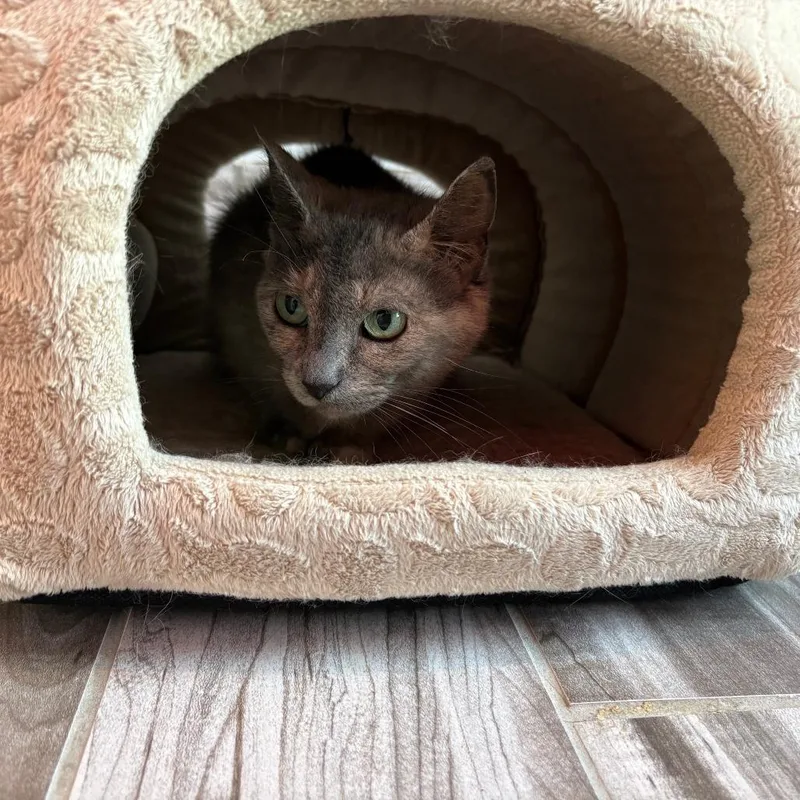 An adult small-sized female Gray / Blue / Silver Domestic Short Hair cat named Moony for adoption in West Des Moines, IA