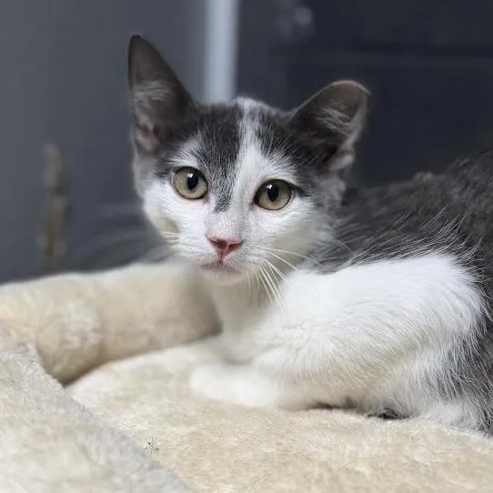 A baby medium-sized male White Domestic Short Hair cat named Jerry for adoption in Edwardsville, IL