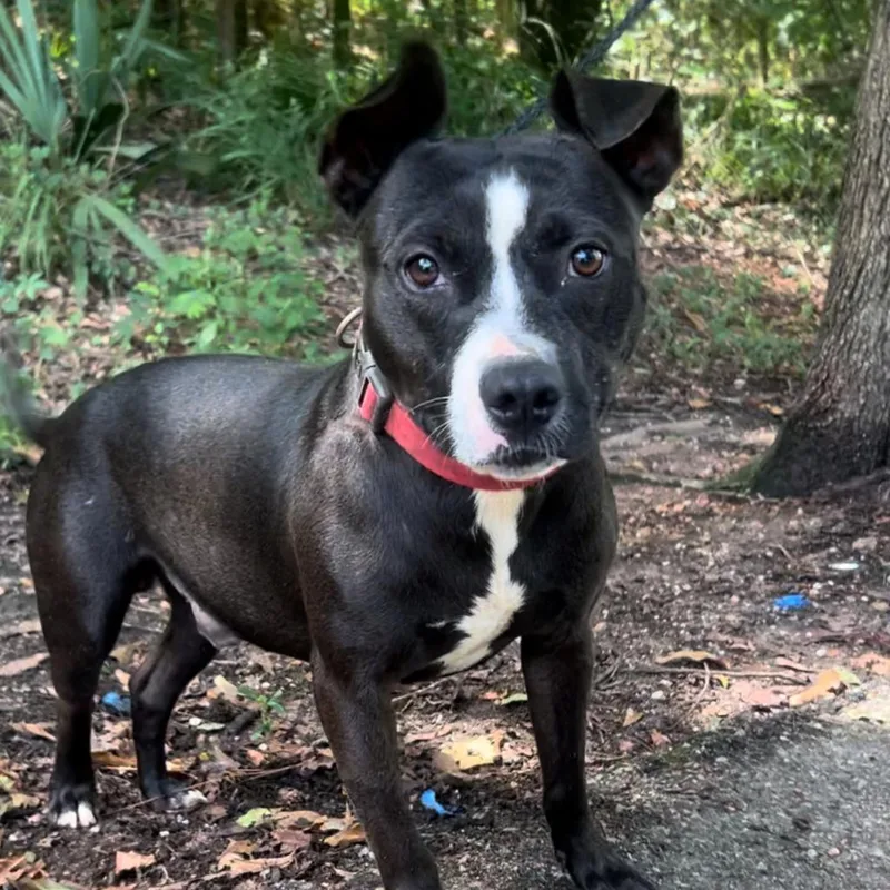 An adult medium-sized male Black Mixed Breed dog named Daytin for adoption in Monroeville, AL