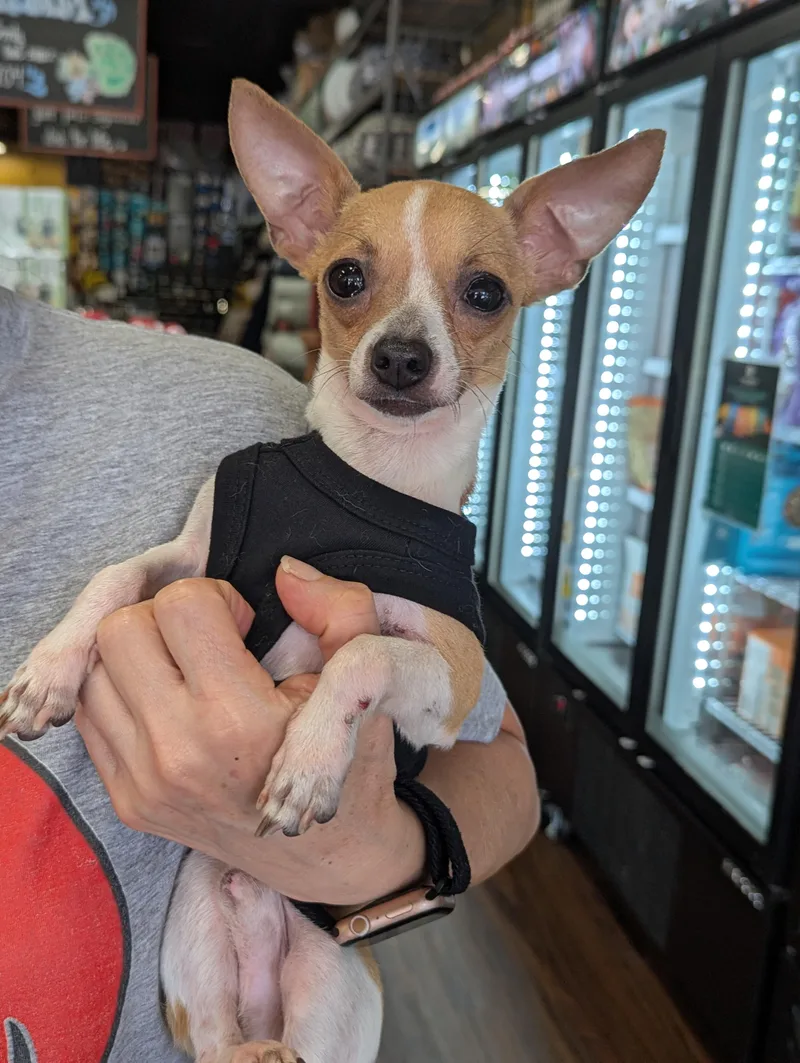A young small-sized male Chihuahua dog named Timmy for adoption in Spring, TX