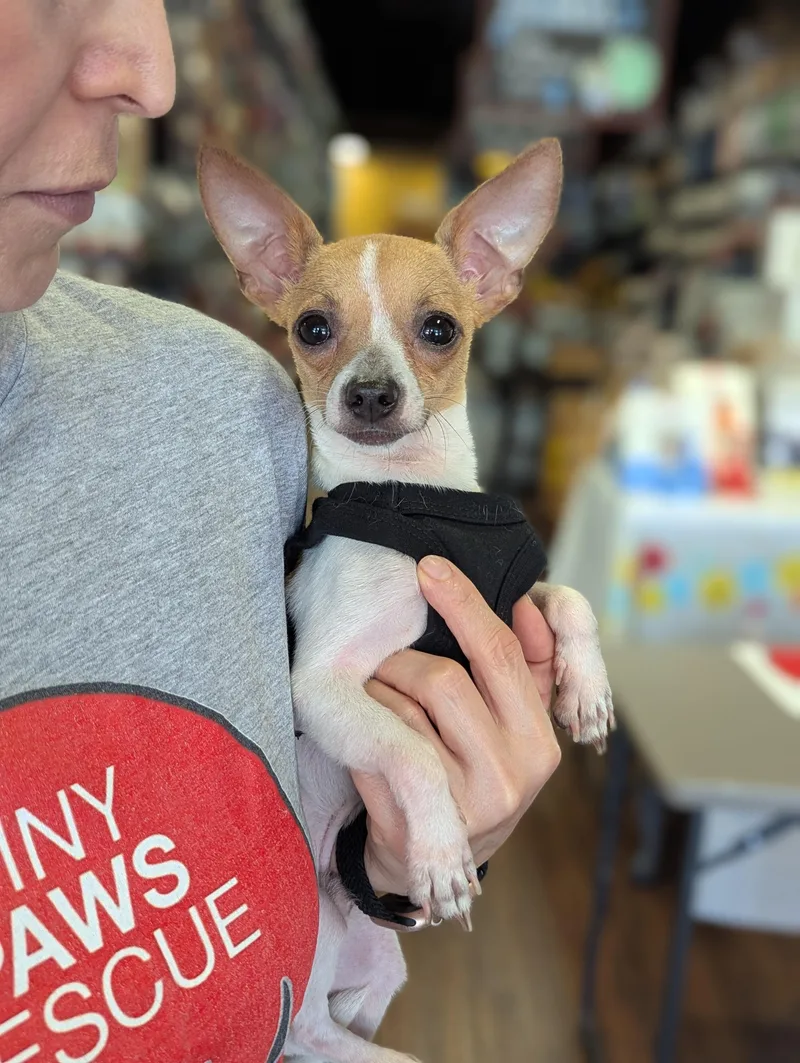Timmy thumbnail 3
