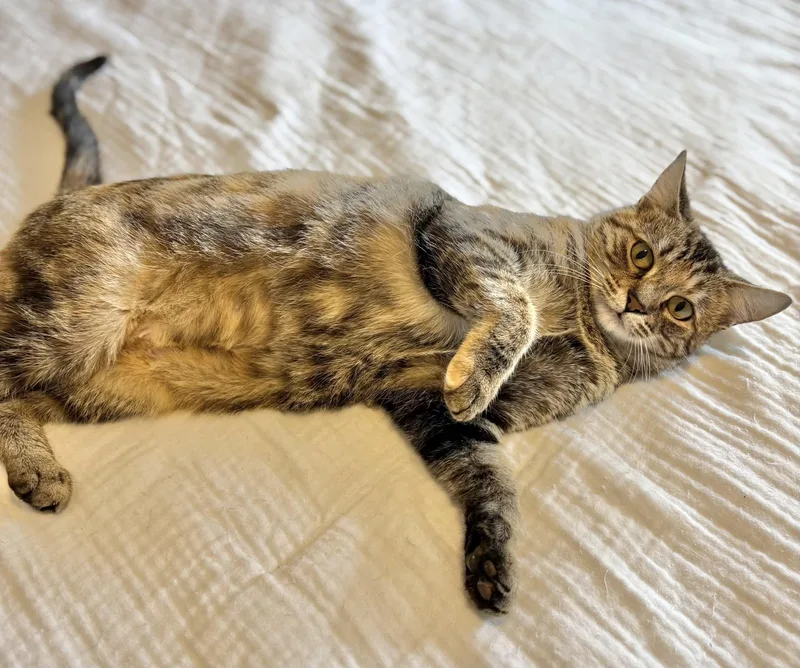 A young medium-sized female Tabby cat named Penny for adoption in Rock Hill, SC