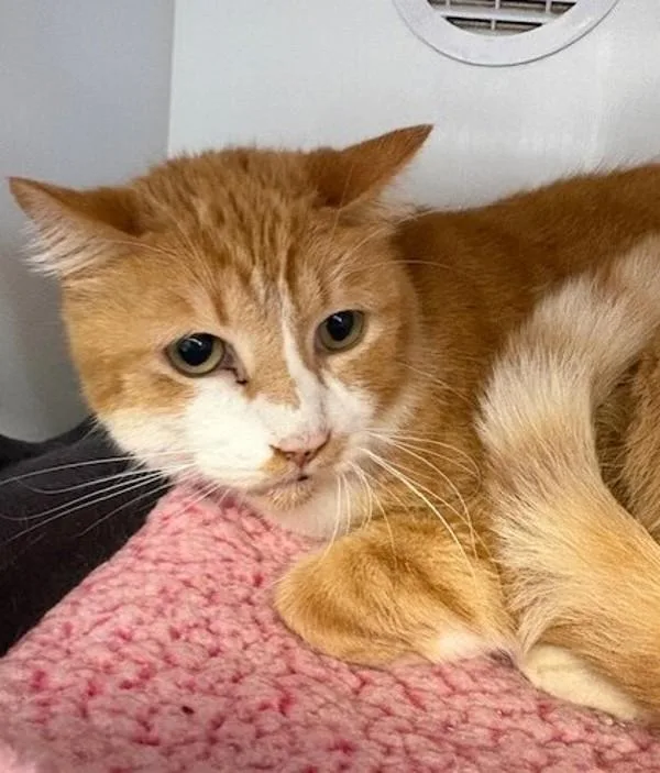 A senior medium-sized male Domestic Long Hair cat named Orangesicle for adoption in San Diego, CA