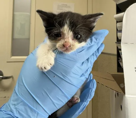 A baby small-sized male Domestic Short Hair cat named Nugget for adoption in Riverside, CA