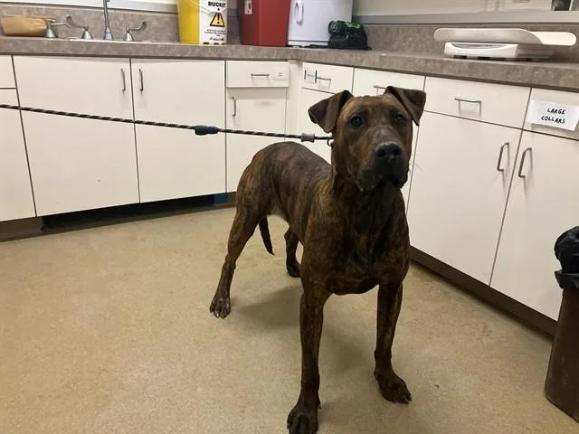 A young large-sized male Plott Hound dog named Sully for adoption in Santa Maria, CA