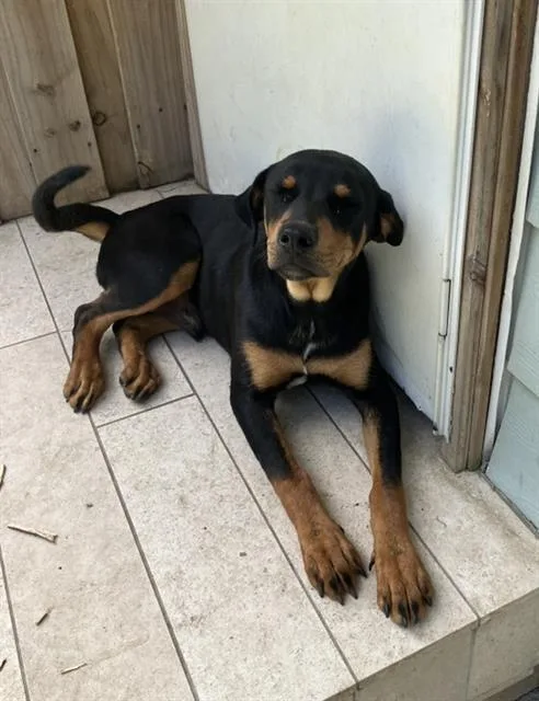 A young large-sized male Mixed Breed dog named Sammy for adoption in Dallas, TX