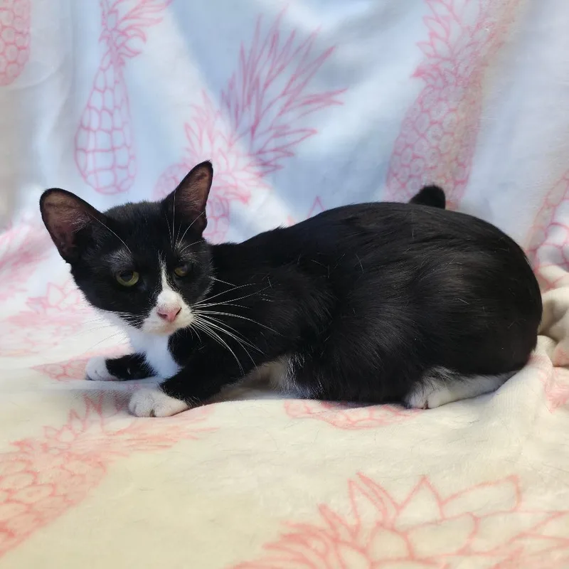 An adult medium-sized female Black Domestic Short Hair cat named Mama Peyton for adoption in Mount Juliet, TN