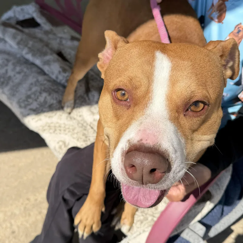 An adult large-sized female White / Cream Pit Bull Terrier dog named Bella for adoption in Trenton, MO