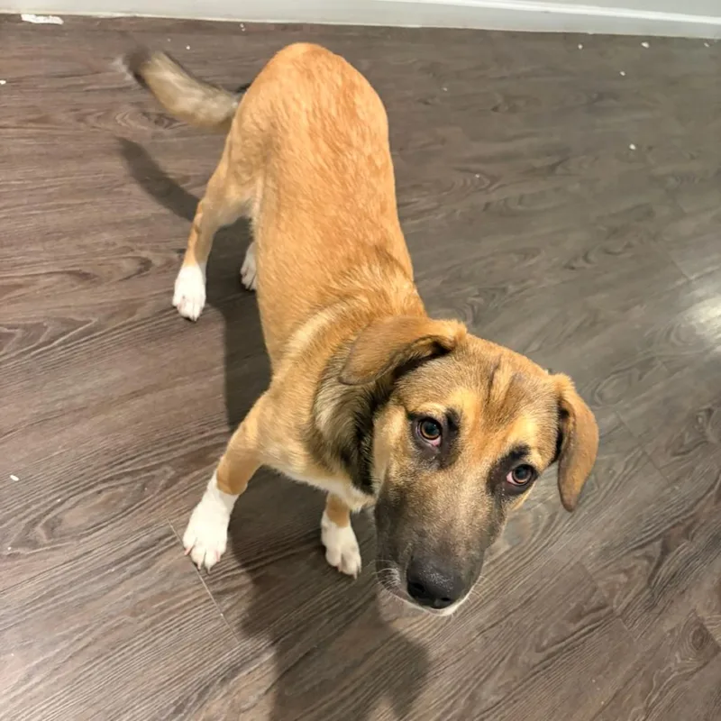 A baby medium-sized female Brown / Chocolate Mixed Breed dog named Hazelnut for adoption in Gainesville, FL