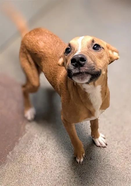 A young medium-sized male Mixed Breed dog named Turkey for adoption in Jacksonville, FL