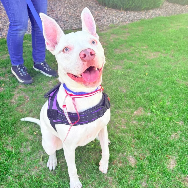 A young medium-sized female Pit Bull Terrier dog named Marisol for adoption in Parker, CO
