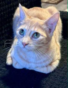 A baby medium-sized male Orange / Red Domestic Short Hair cat named Xander for adoption in Anchorage, AK