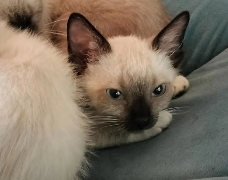 A baby medium-sized female Siamese cat named Mantis for adoption in Richardson, TX