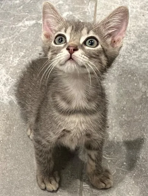 A baby small-sized male Domestic Short Hair cat named Taylormade for adoption in New Braunfels, TX