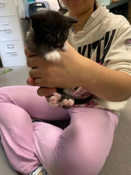 An adult small-sized male Domestic Short Hair cat named Forest Grump for adoption in Spruce Pine, NC