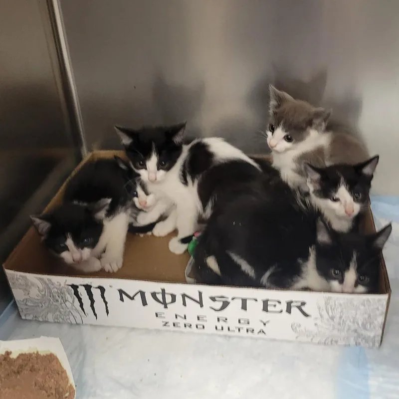 A baby small-sized male Black Domestic Short Hair cat named David Bowie for adoption in Westminster, CA