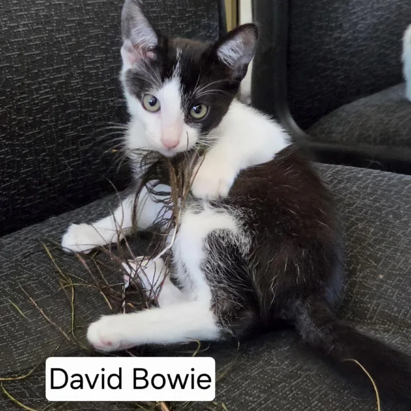 David Bowie thumbnail 2