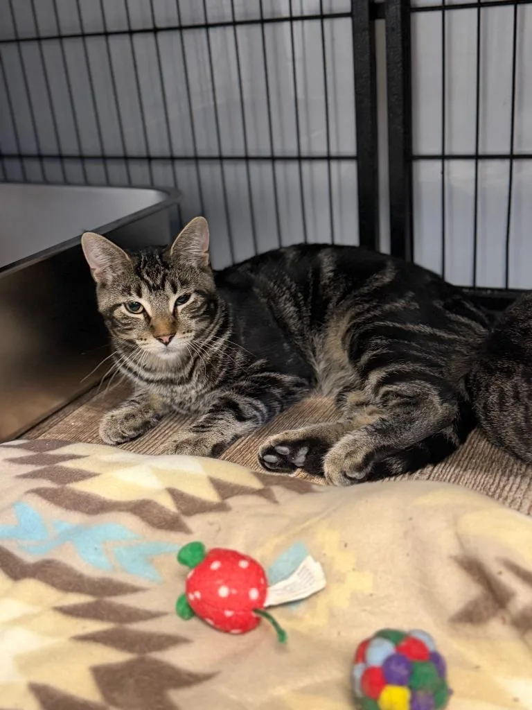 A baby medium-sized male Domestic Short Hair cat named Maximus for adoption in Algona, IA