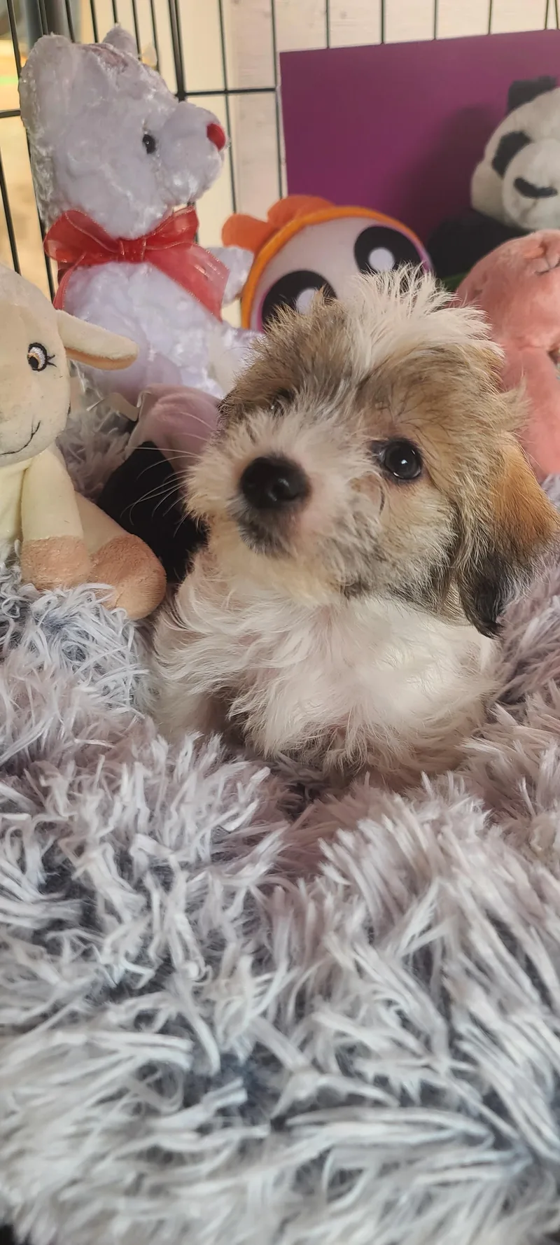A baby small-sized male Chihuahua dog named Harry for adoption in Murphys, CA